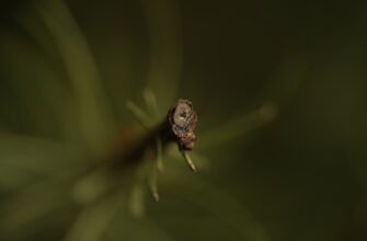 ant kriptovaljuta chto jeto4