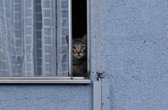 easy crypto airdrop cats code5