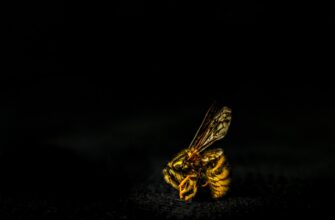kriptovaljuta hive2