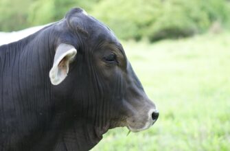 kriptovaljuta milk2