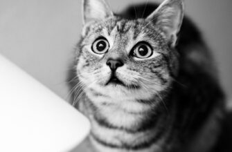 vyvod usdt s metamask4