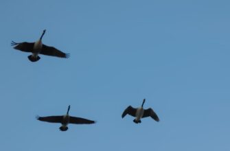 airdrop crypto hunting3