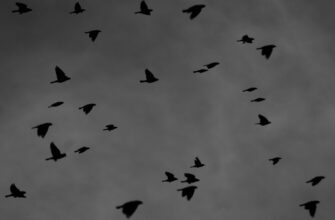 airdrop crypto phantom3
