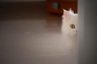 bezopasno li zashhitit kripto kosheljok bez interneta