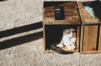 cats airdrop crypto3