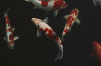 derzhat v pule likvidnosti avax na kraken staking poshagovo