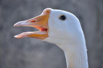 kak prodat jefirium za juani nalichnymi v rossii poshagovo