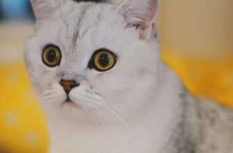 komissija za vyvod usdt okx5