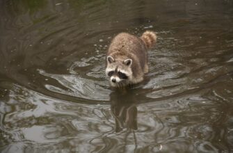 kriptovaljuta badger2