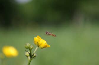 kriptovaljuta bee2