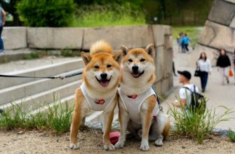 kriptovaljuta doge2