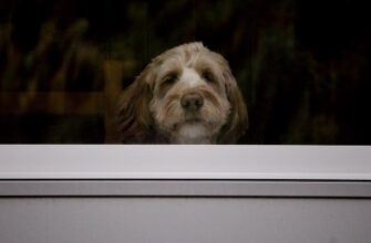 kriptovaljuta dogecoin prognoz3