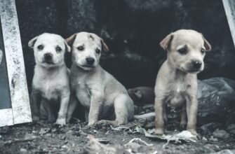 kriptovaljuta dogs perspektivy3