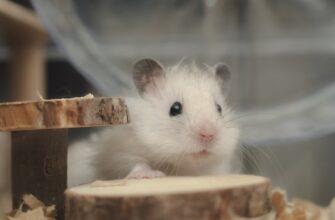 kriptovaljuta hamster kombat3
