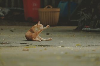 kriptovaljuta paws2