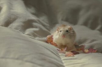 kriptovaljuta rats2