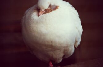 poluchit besplatno pepe airdrop na okx