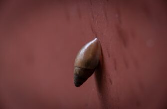 poluchit pepe airdrop na starknet