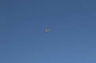 poluchit usdt airdrop na bybit bez vlozhenij