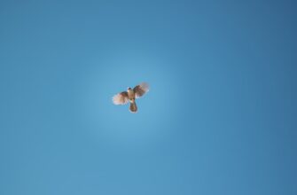 pretendovat usdt airdrop na testnet dlja novichkov