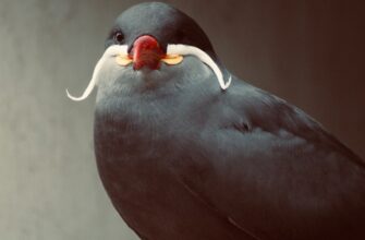 sobrat pepe airdrop na arbitrum dlja novichkov