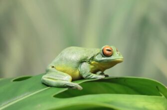 sobrat pepe airdrop na layerzero