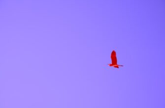 uchastvovat jefirium airdrop na polygon proverennyj