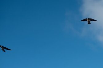 uchastvovat testnet token airdrop na zksync