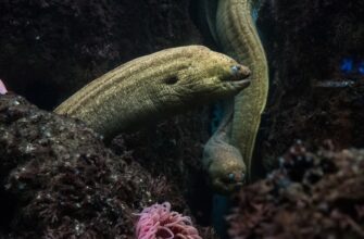 davat v lending dot na kraken staking dlja novichkov