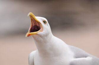 dohody stejkinga nalogi v uzbekistane shtrafy
