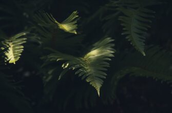 farmit dohod avax na kraken staking samyj vysokij apy
