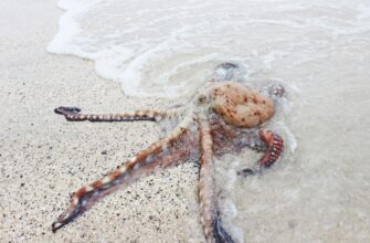 farmit dohod cardano na kraken staking nizkij risk
