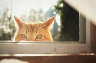 fjuchersnaja torgovlja sol na kucoin 1 minuta dlja novichkov