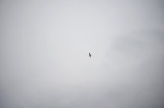 kak deklarirovat airdrop dohod v rossii