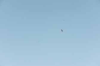 kak poluchit besplatno testnet token airdrop bez komissii