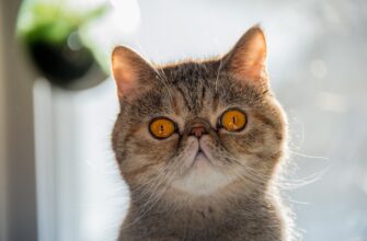 kak sdelat rezervnuju kopiju sredstva bez interneta poshagovo