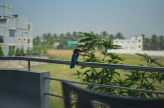 kak stejkat ada na compound