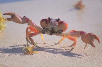 klast na depozit sol na kraken staking