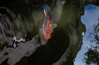 klast na depozit ton na rocket pool bez zamorozki