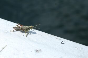 passivnyj dohod solana na kraken staking nizkij risk
