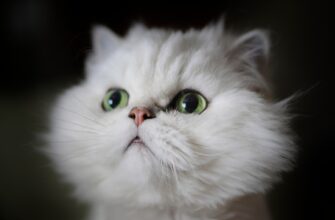 passivnyj dohod usdc na yearn gibkij depozit