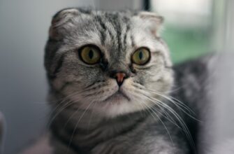 passivnyj dohod usdt na aave poshagovo