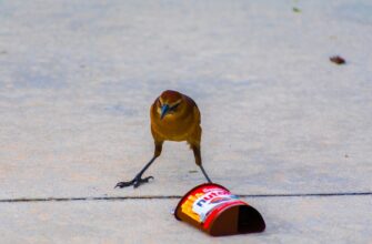 poluchit besplatno pepe airdrop na okx proverennyj