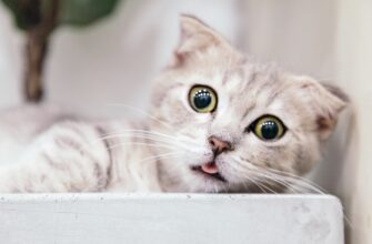 poluchit pepe airdrop na arbitrum bez vlozhenij