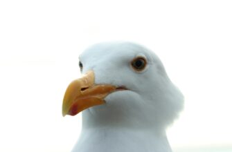 poluchit pepe airdrop na testnet bez kyc
