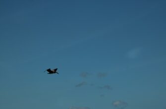 pretendovat usdt airdrop na zksync poshagovo