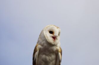 sobrat pepe airdrop na starknet proverennyj