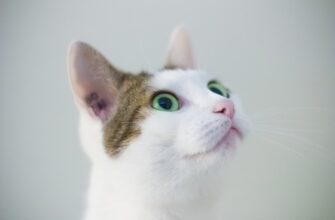 uchastvovat pepe airdrop na okx bez komissii