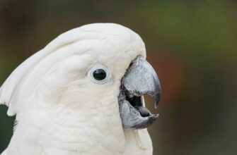 uchastvovat pepe airdrop na zksync dlja novichkov