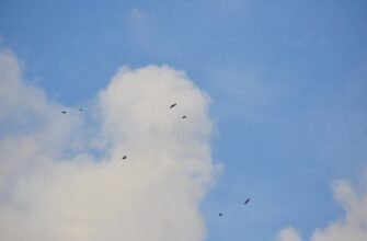 zabrat jefirium airdrop na starknet dlja novichkov